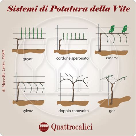 Schema dei sistemi di allevamento della vite