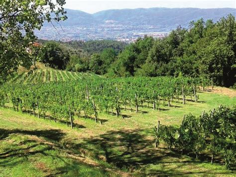 Vigneti terrazzati dei Colli di Luni