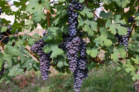 Grappoli d'uva Nebbiolo maturi sulla vite
