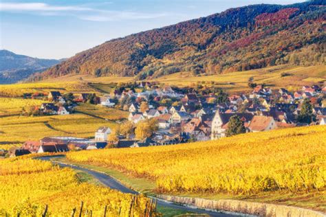 Paesaggio viticolo dell'Alsazia con vigneti autunnali