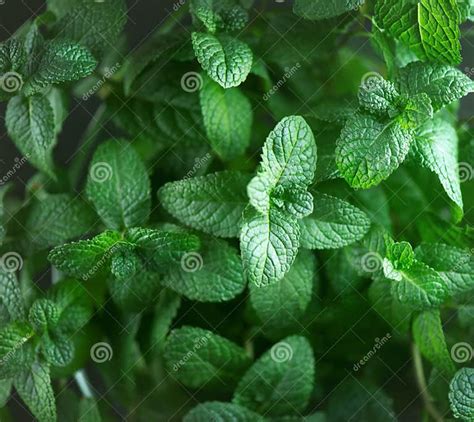 Foglie di menta fresca e spicchi di lime
