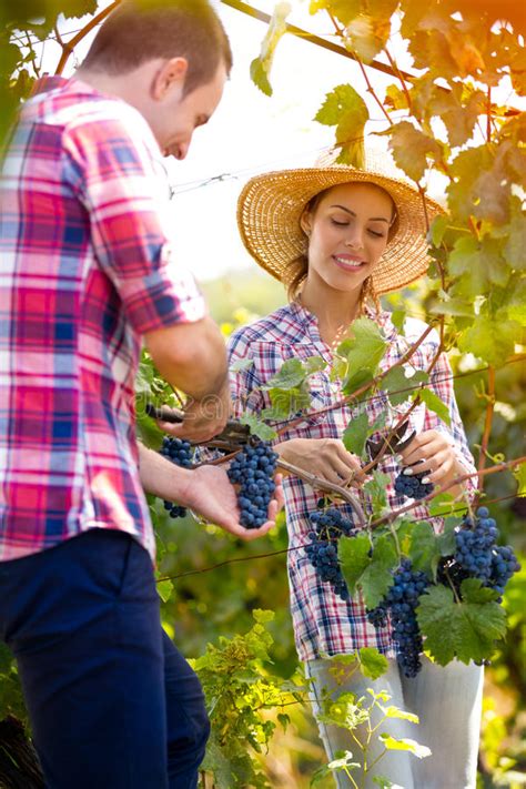 viticoltori che lavorano in vigna