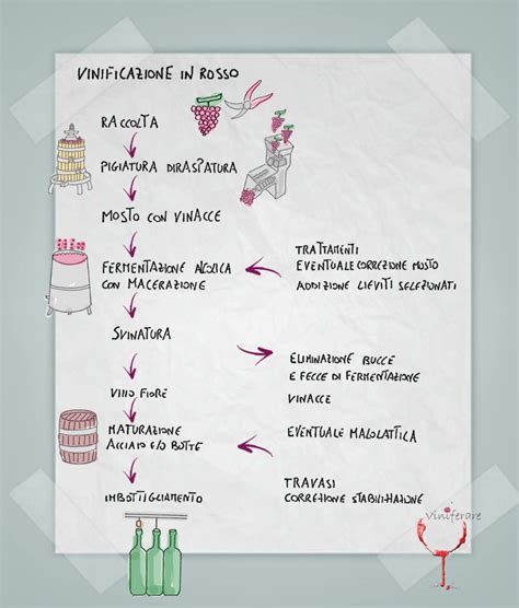 Diagramma che illustra il processo di vinificazione dall'uva al mosto