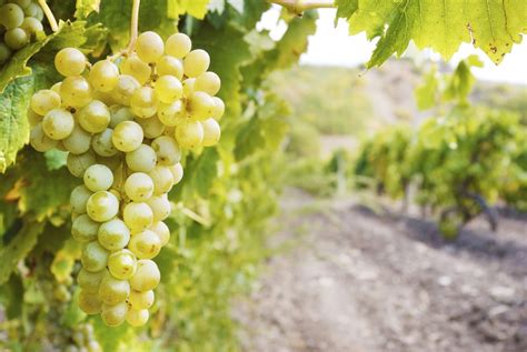 Grappoli di Chardonnay in vigna