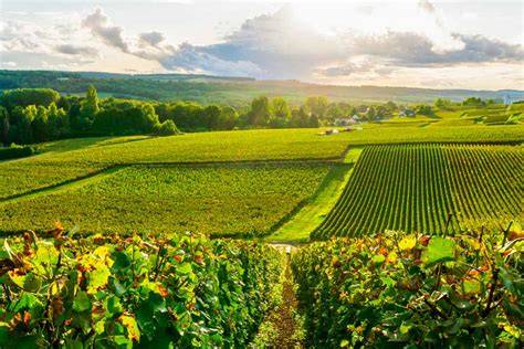 Vista aerea dei vigneti della regione Champagne