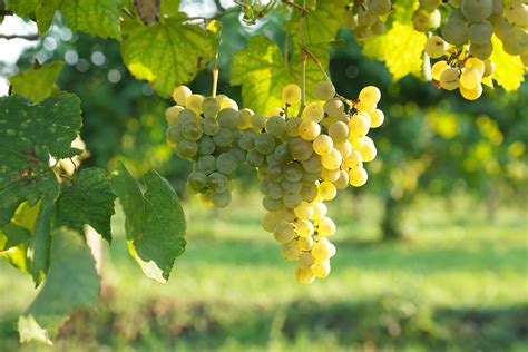 Grappolo di uva Glera, il vitigno principe del Prosecco