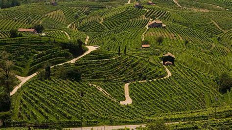 Vigneti collinari veneti