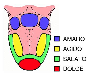 Diagramma della lingua con le aree di percezione dei sapori