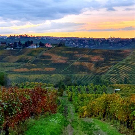 Vigneti collinari di Ziano Piacentino