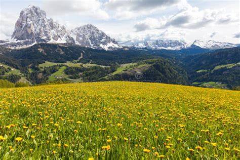 Fiori gialli di Genziana in un prato alpino