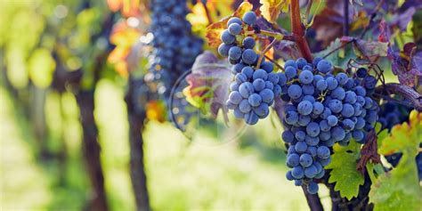 Grafico che mostra la relazione tra contenuto zuccherino dell'uva e grado alcolico del vino