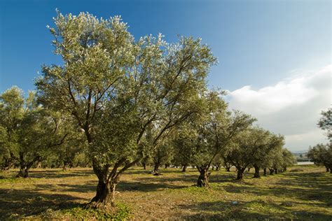 Alberi di ulivo in un campo soleggiato