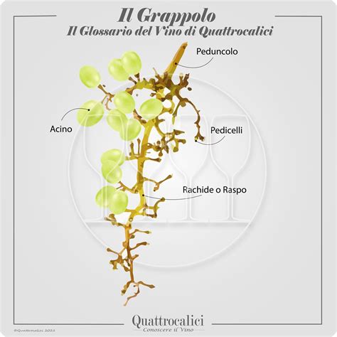 Grappolo d'uva maturo in vigna
