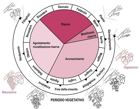 Schema del ciclo della vite