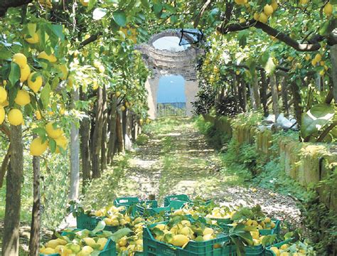 Immagine di limoni IGP di Sorrento coltivati sotto le pagliarelle