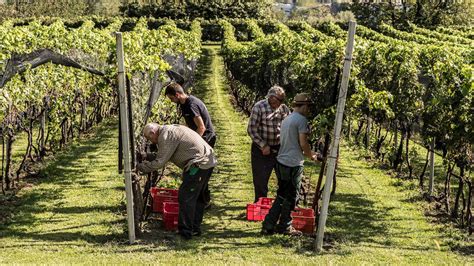 Vendemmia manuale con ceste di uva