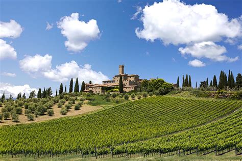 Vigneti di Castello Banfi sotto il sole toscano