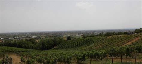 Vista panoramica sui vigneti e sulla Città Eterna