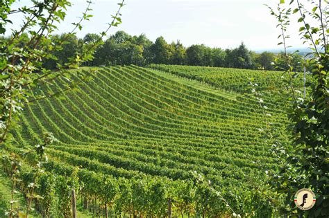 Vigneto di Pinot Grigio con grappoli maturi