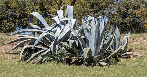 Piantagione di agave blu Weber nella regione di Jalisco