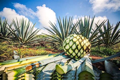 Cuore di agave (piña) pronto per la cottura