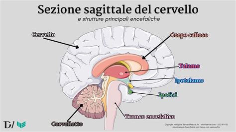 Diagramma del cervello umano con le meningi evidenziate