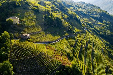 Terrazzamenti vitivinicoli in Valtellina
