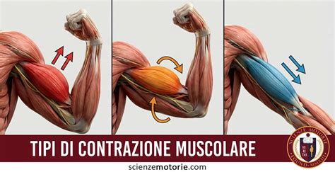 Diagramma che illustra i benefici della citrulina nel corpo umano
