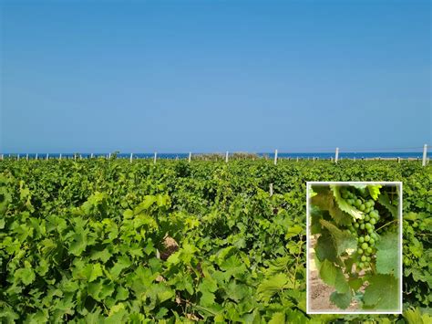 Vigneto di Grillo in Sicilia