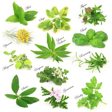 Immagine di erbe aromatiche