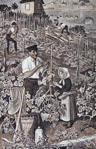 Illustrazione storica di vignaioli al lavoro