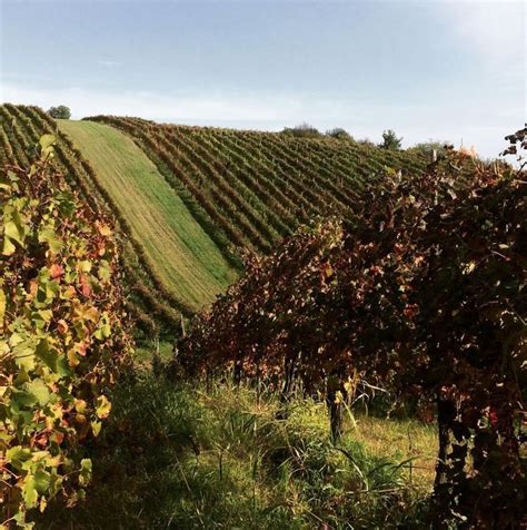 Vigne sulle colline di San Colombano al Lambro