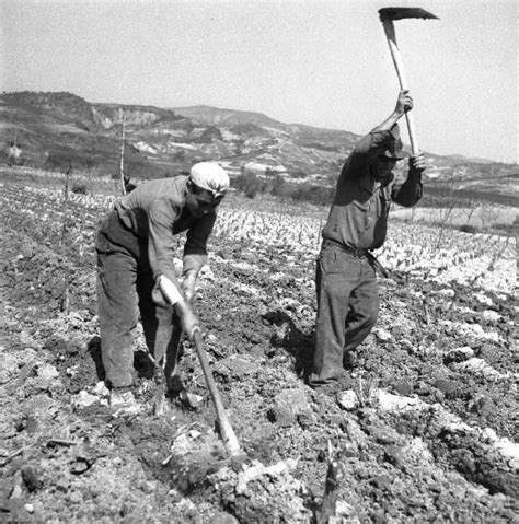 Foto storica in bianco e nero di vigneti e contadini al lavoro nell'Irpinia del primo Novecento