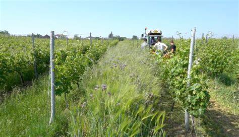 Vigneto biologico con erbe spontanee tra i filari
