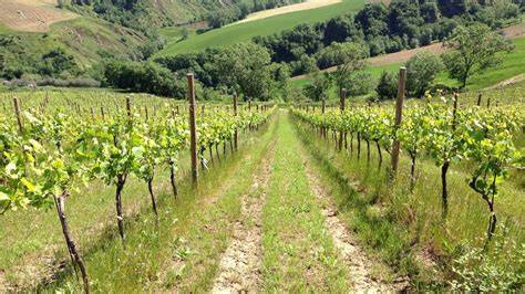 Vigna biodinamica con preparati in corni