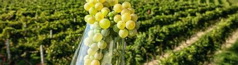 Vigneti di Lugana sul Lago di Garda