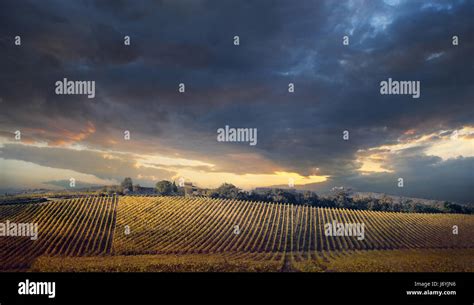 Panorama di vigneti siciliani al tramonto