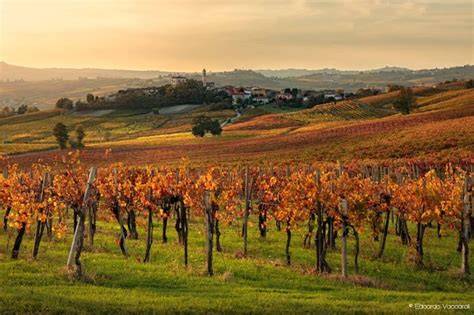 Vigneti dell'Oltrepò Pavese