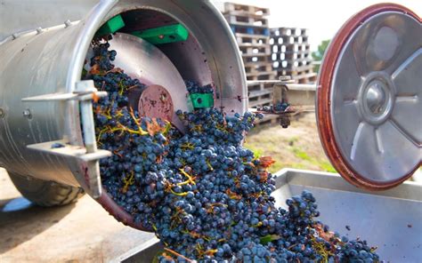 Uva in fase di pigiatura