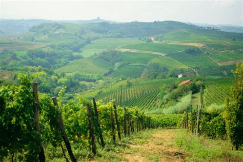 Vigneti terrazzati sui Colli Piacentini