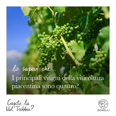 Uve Barbera e Croatina