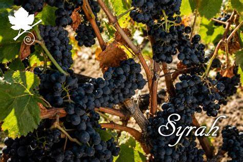Grappoli di Syrah maturi su un vigneto del Rodano Settentrionale