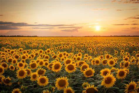 Campo di girasoli al tramonto