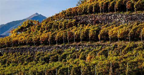 Paesaggio montano con vigneti terrazzati