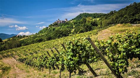 Vigneti del Val di Noto al tramonto