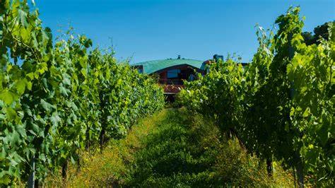 Tenuta del Buonamico vineyard