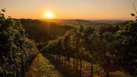 Vigneti collinari della Toscana al tramonto