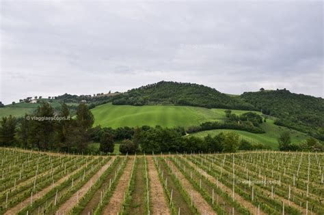 Vigneti nelle Marche