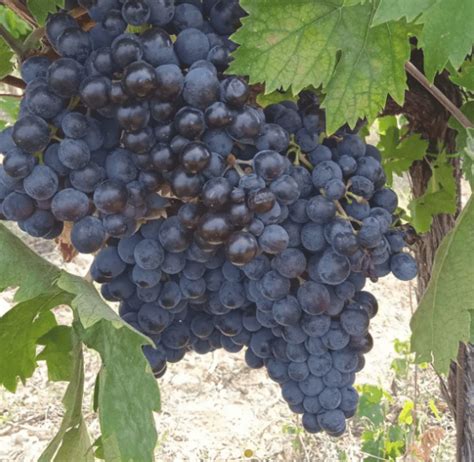 Grappoli di Montepulciano maturi