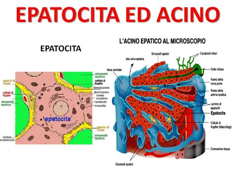 Cellule epatiche danneggiate dall'alcol
